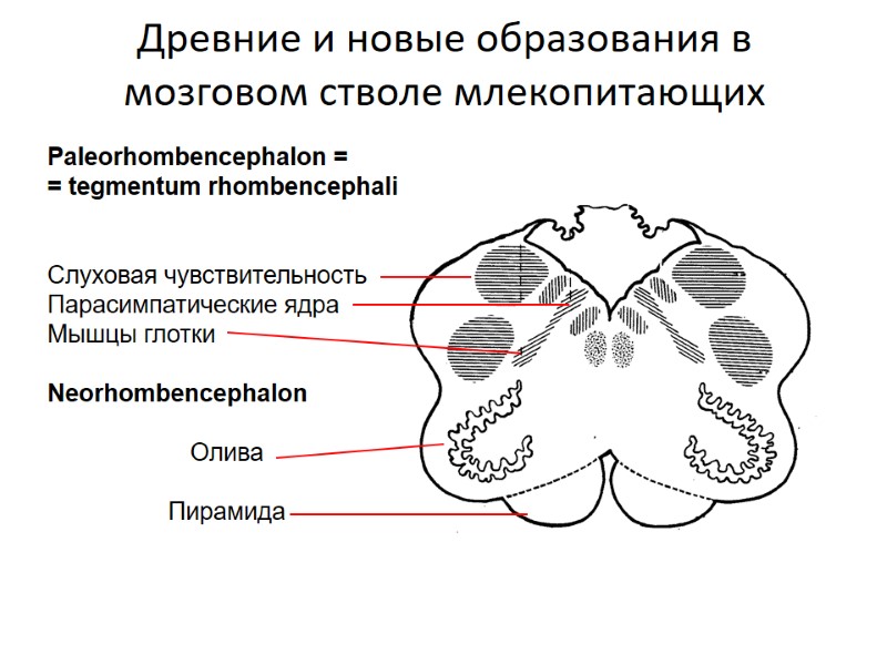 Древние и новые образования в мозговом стволе млекопитающих Paleorhombencephalon = = tegmentum rhombencephali 